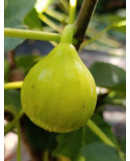 biofeigenbaumdoréedecapentras