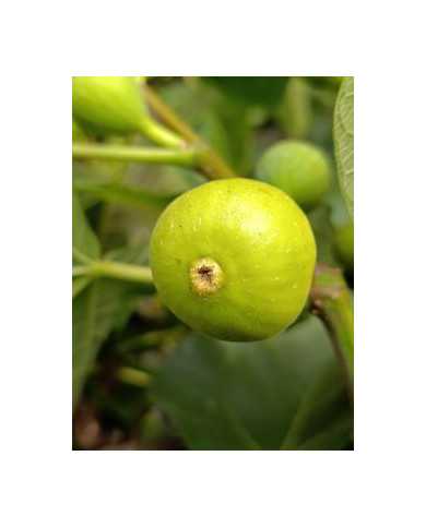 Bio Feigenbaum Dorée de Capentras (**)