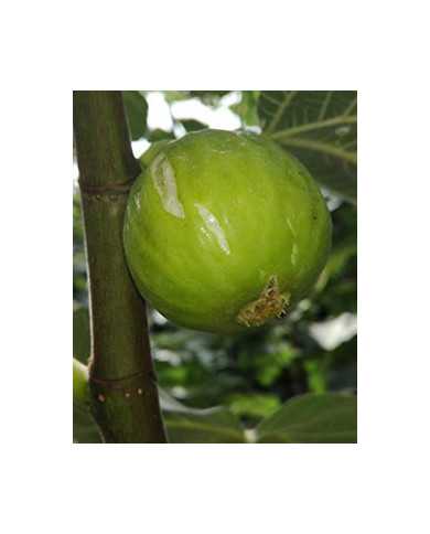 biofeigenbaumdottato