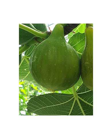 Bio Feigenbaum Dottato (*)