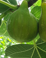 Bio Feigenbaum Dottato (*)