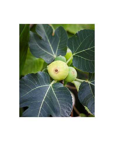 Bio Feigenbaum Dottato (*)