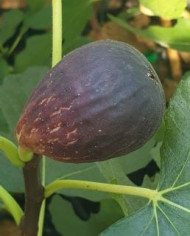 Bio Feigenbaum Early Black (**)