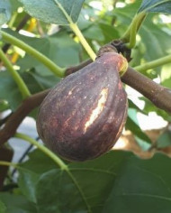 Bio Feigenbaum Early Black (**)