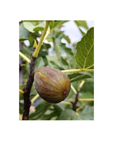 biofeigenbaumearlydark