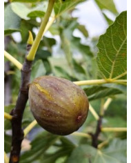 biofeigenbaumearlydark