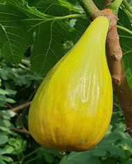 Bio Feigenbaum Early Dark (*)