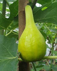 biofeigenbaumemeraldstrawberry biofeigenbaumemeraldstrawberry