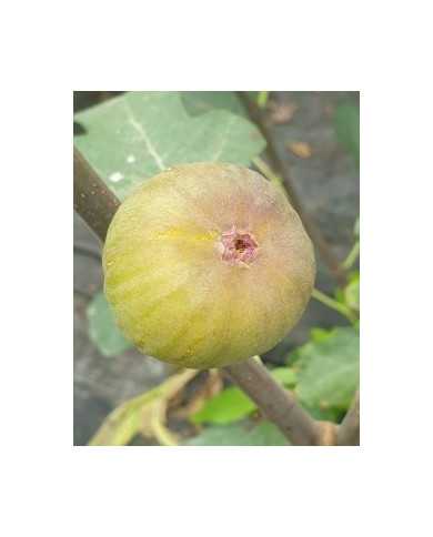 biofeigenbaumesbjerg