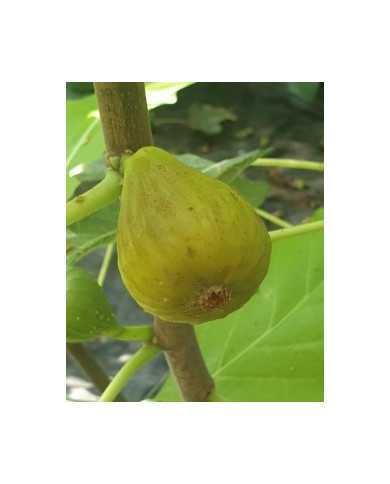 Bio Feigenbaum Esbjerg (*)