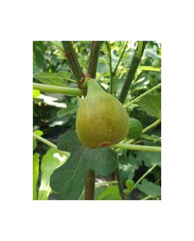 Bio Feigenbaum Esbjerg (*) Bio Feigenbaum Esbjerg (*)