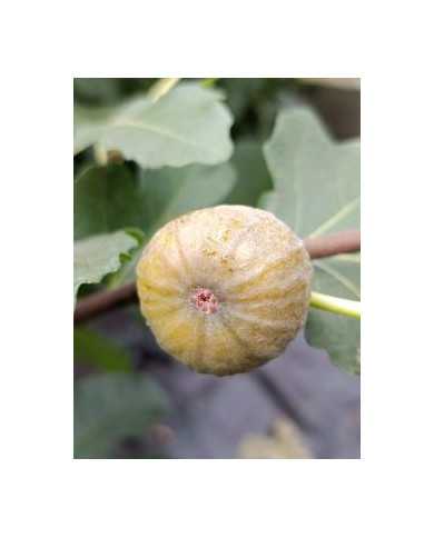 biofeigenbaumessling