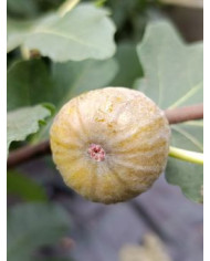 biofeigenbaumessling