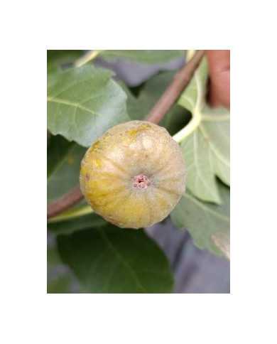 Bio Feigenbaum Essling