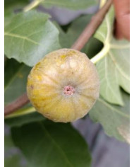 Bio Feigenbaum Essling