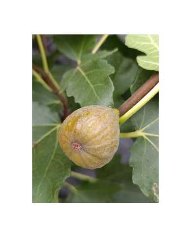 Bio Feigenbaum Essling