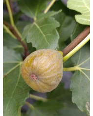 Bio Feigenbaum Essling