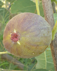 biofeigenbaumfehmarn