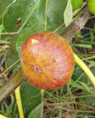 Bio Feigenbaum Fehmarn (*)