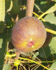 Bio Feigenbaum Fehmarn (*)