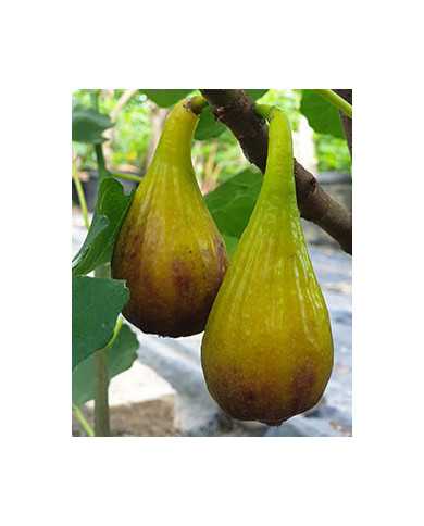 Bio Feigenbaum Figo moro da Caneva (**)