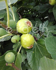 Bio Feigenbaum Figue de Marseille (**)