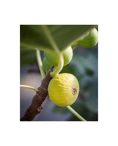 biofeigenbaumfiguedeparfüm