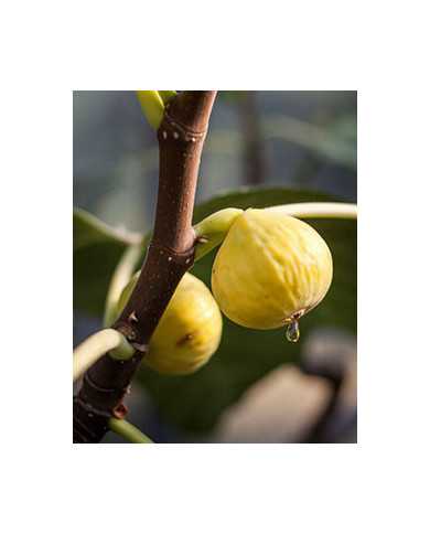 Bio Feigenbaum Figue de Parfüm (*)