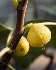 Bio Feigenbaum Figue de Parfüm (*)