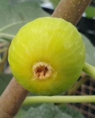 Bio Feigenbaum Figue de Parfüm (*)