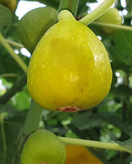 biofeigenbaumfilacciano