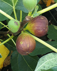 biofeigenbaumflorea biofeigenbaumflorea