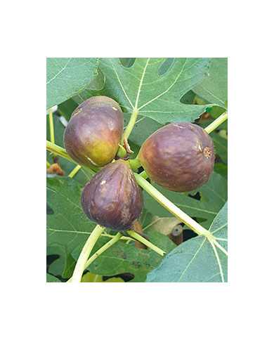 Bio Feigenbaum Florea (*)