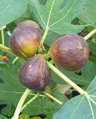 Bio Feigenbaum Florea (*)