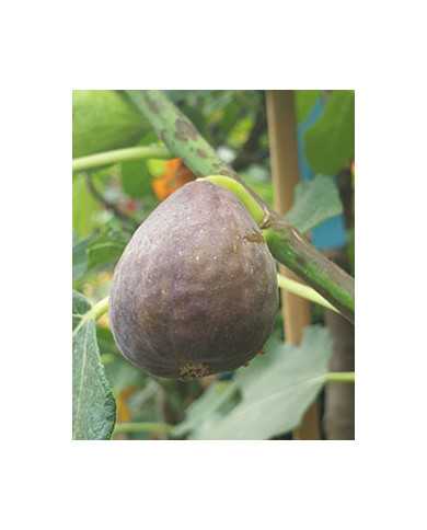 Bio Feigenbaum Florea (*)