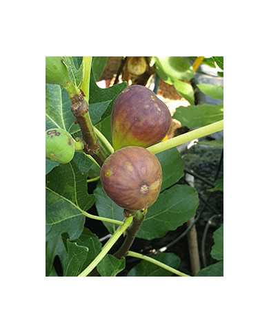 Bio Feigenbaum Florea (*)