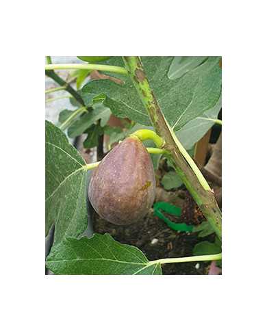 Bio Feigenbaum Florea (*)