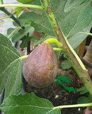 Bio Feigenbaum Florea (*)