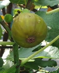 biofeigenbaumfrancesca biofeigenbaumfrancesca