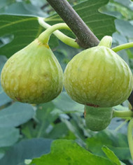 biofeigenbaumgallo biofeigenbaumgallo