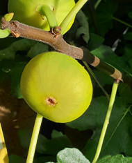 biofeigenbaumgalluzzobianco biofeigenbaumgalluzzobianco