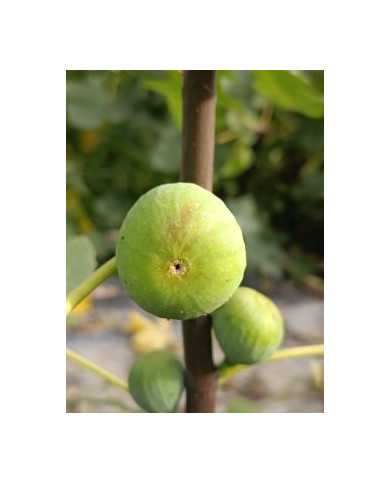 Bio Feigenbaum Galluzzo Bianco (**)