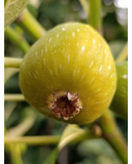 Bio Feigenbaum Gentile Bianco (*) Bio Feigenbaum Gentile Bianco (*)