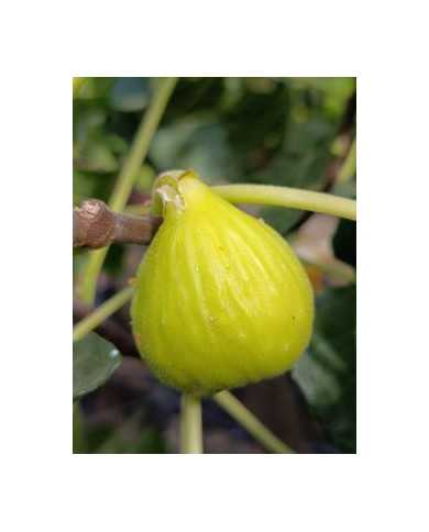 biofeigenbaumgilette