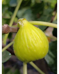 biofeigenbaumgilette