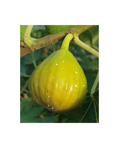 Bio Feigenbaum Gilette (*)