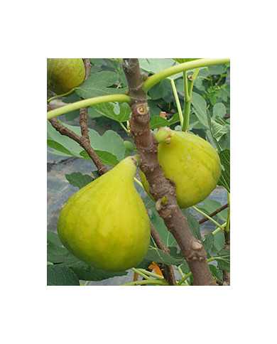 Bio Feigenbaum Gilette (*)