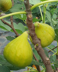 Bio Feigenbaum Gilette (*)