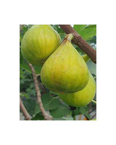 Bio Feigenbaum Gilette (*)