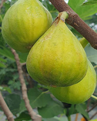 Bio Feigenbaum Gilette (*)